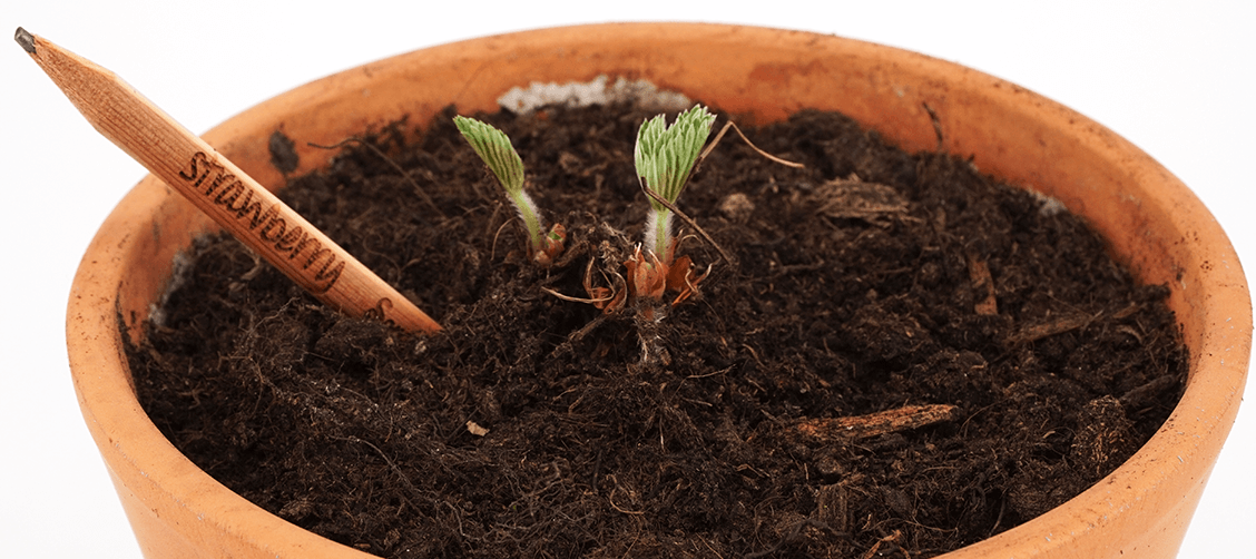 Sprout jordb&aelig;r